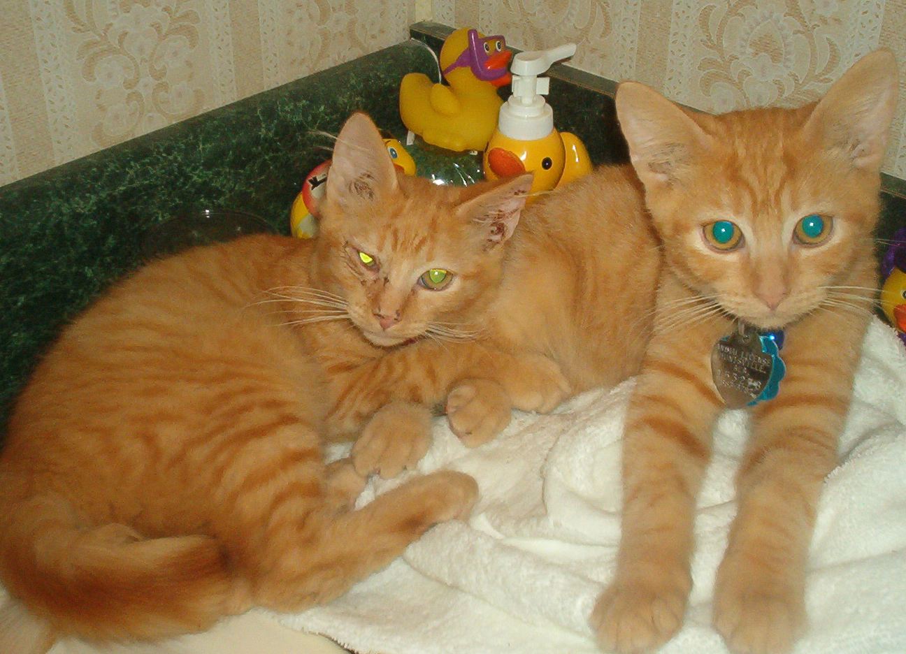 apollo and soyuz cats