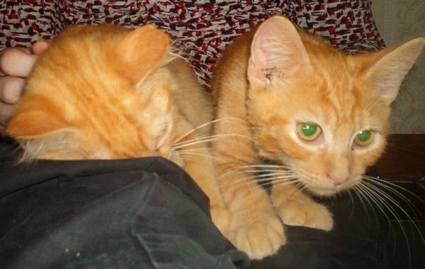 two kitties